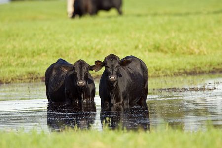 A pair of Black Angus cows cooling off in a flooded pastureの写真素材