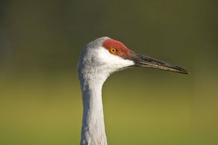 A close up head shot of a Sandhill Craneの写真素材