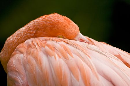 A Flamingo resting with his head tucked into his wingsの写真素材