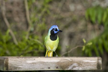 A Green Jay perched on a platform feederの写真素材