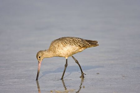 A Marbled Godwit feeding on shellfish along the shorelineの写真素材