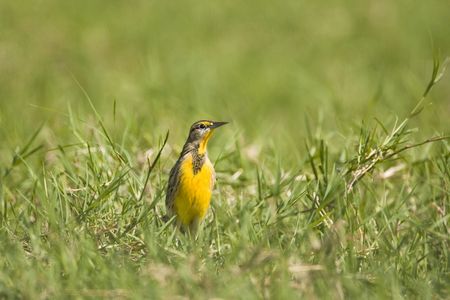 An Eastern Meadowlark perched in a pastureの写真素材