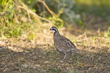 A Northern Bobwhite quail hunting seeds spread in a fieldの写真素材