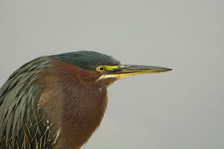 A Green Heron perched on a rockの写真素材