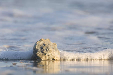 Whelk Shell in the Surf Twoの写真素材
