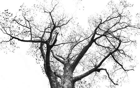 Looking up towards the top of a mighty oak tree. The choice of a film noir style in black and white adds a touch of drama to the scene. The silhouetted view of the tree against a flat white sky presents an abstract feel to the image. This tree sits in front of the Southeastern Agricutural Center near Lumberton, North Carolina, a few mile from the South Carolina border.の写真素材
