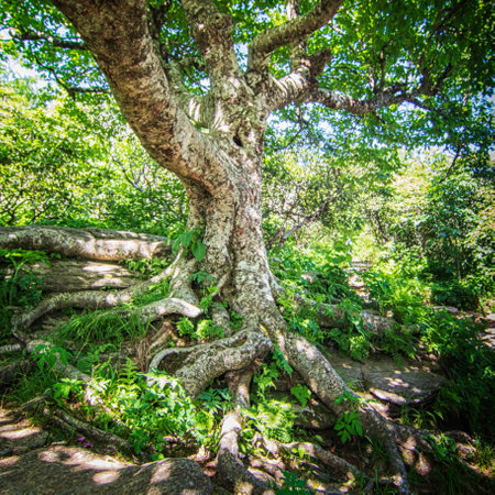 Bent and twisted this Birch Tree clings tightly to life and the rock terrain found along the Craggy...