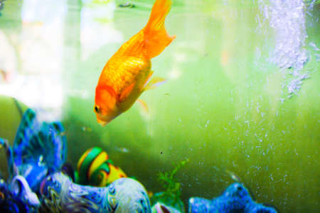 Goldfish in tankの写真素材