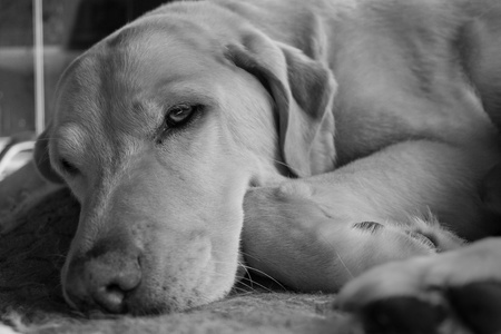 tired labrador の写真素材