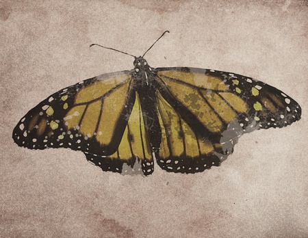 Butterfly Grungeの写真素材