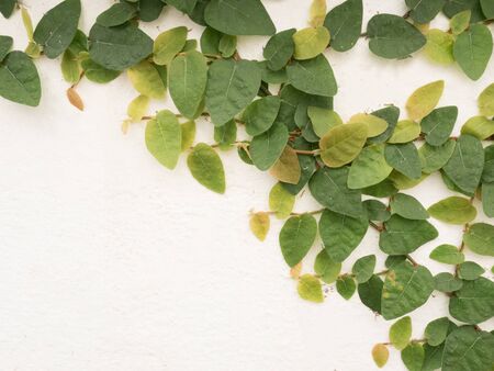 ivy leaves isolated on a white backgroundの写真素材