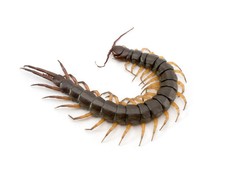 Centipede died on white background.の写真素材