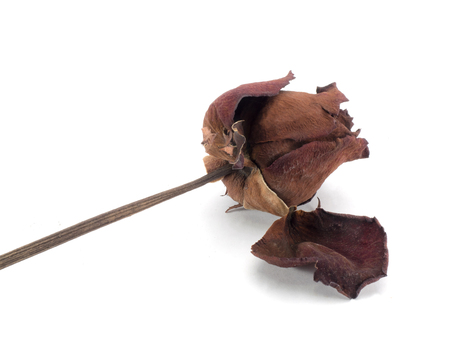 Single dry rose on white backgroundの写真素材