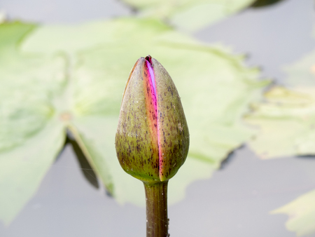 Water lilyの写真素材
