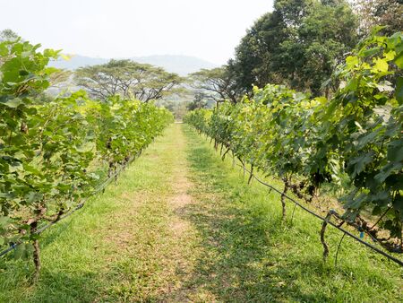 green vineyard countrysideの写真素材