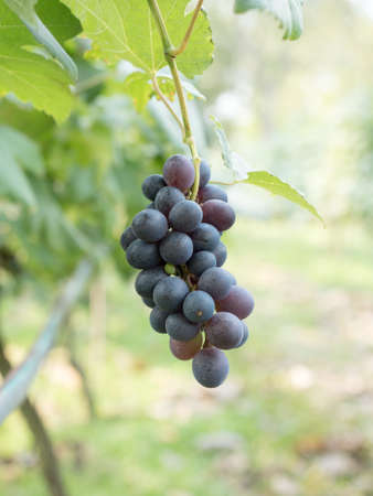 bunch of  grapes on the vine with green leavesの写真素材