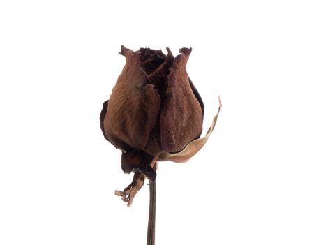 Single dry rose on white backgroundの写真素材