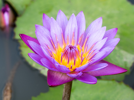 Beautiful purple water lilly or lotus on waterの写真素材