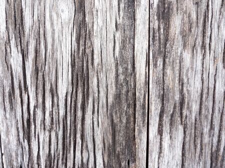old wood of tree textureの写真素材