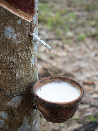 milk of rubber tree flows into a bowlの写真素材