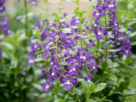 Myosotis (forget-me-not) flowersの写真素材