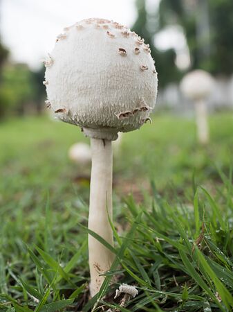 Fresh mushrooms on the field at the village green, The rainy and humid climateの写真素材