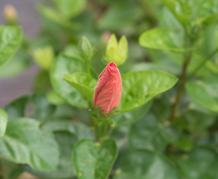 Pink hibiscus flower,selective focusの写真素材