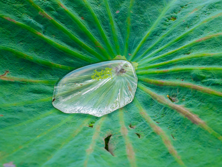 Water droplets on Lotus leafの写真素材