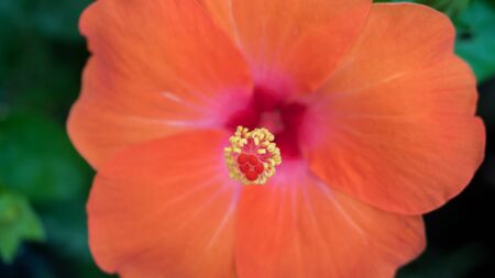 close-up carpel, orange hibiscus flower, selective focusの写真素材