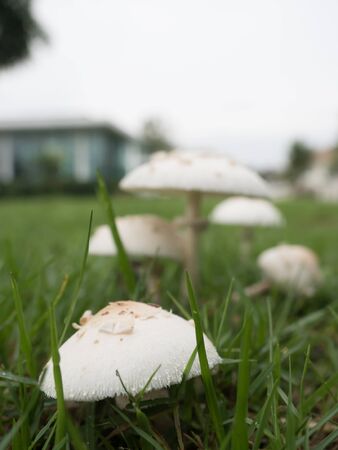 Fresh mushrooms on the field at the village green, The rainy and humid climateの写真素材