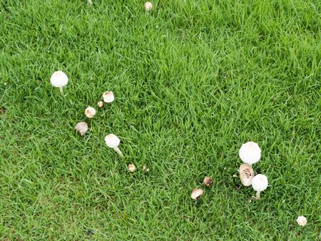 Fresh mushrooms on the field at the village green, The rainy and humid climateの写真素材