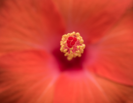 close-up carpel, orange hibiscus flower, selective focusの写真素材