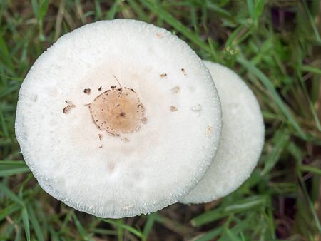 Fresh mushrooms on the field at the village green, The rainy and humid climateの写真素材
