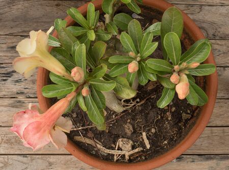 Desert rose flower,  Adenium obesum on wood tableの写真素材