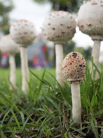 Fresh mushrooms on the field at the village green, The rainy and humid climateの写真素材