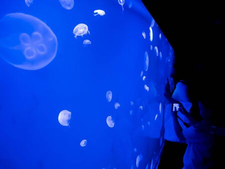 children and mother look at jellyfish on a blue backgroundの写真素材