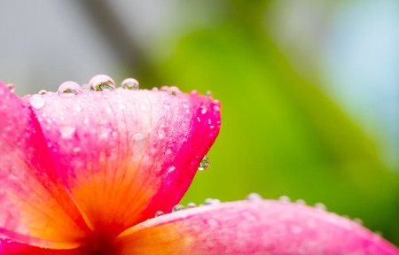 beautiful pink Franglais flower with raindropsの写真素材