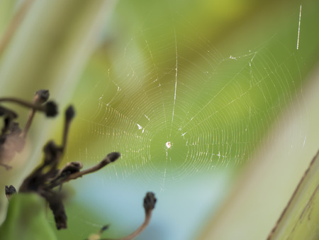 cobweb on banana treeの写真素材