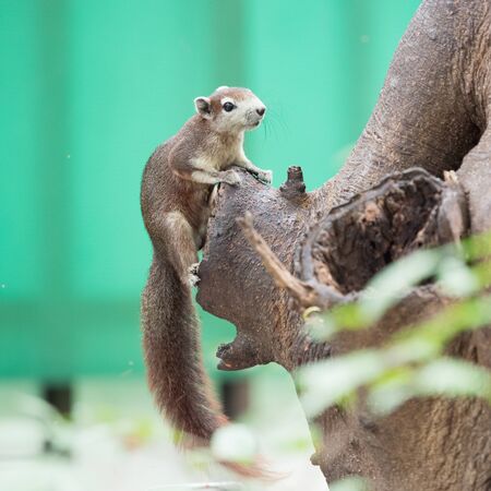 brown squirrel on the treeの写真素材
