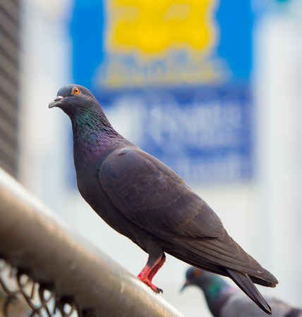 black pigeon perched on a rod of ironの写真素材