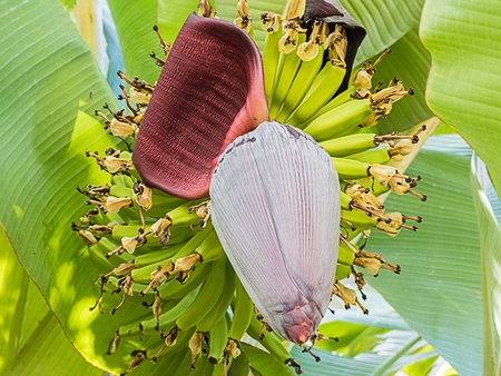 long banana blossom in the garden on a banana treeの写真素材
