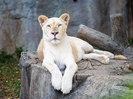 white lion lives in a natural parkの写真素材