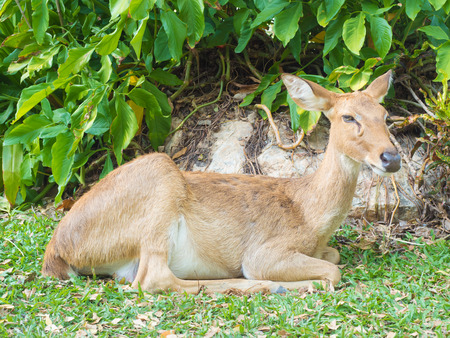 Eld's deer, Thamin, Brow-antlered deer lives in a natural parkの写真素材