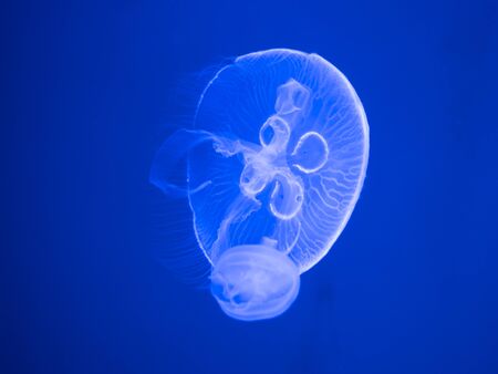 jellyfish on a blue backgroundの写真素材