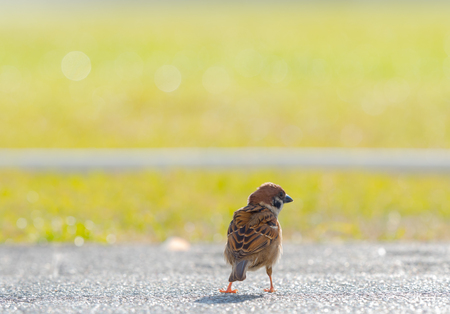 Tailor bird out side on football fieldの写真素材