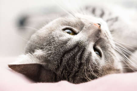 Gray cat dreamの写真素材