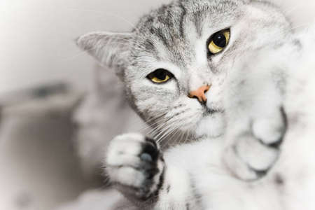 Gray cat watchの写真素材