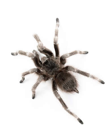 spider on white table. macro view.の写真素材