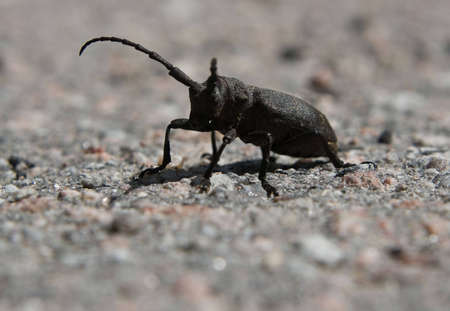 Black beetle in stone. macro view.の写真素材
