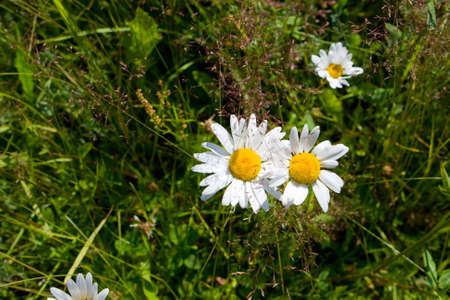 camomile. green field and white flower の写真素材